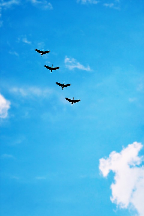 birds, high fly, flying