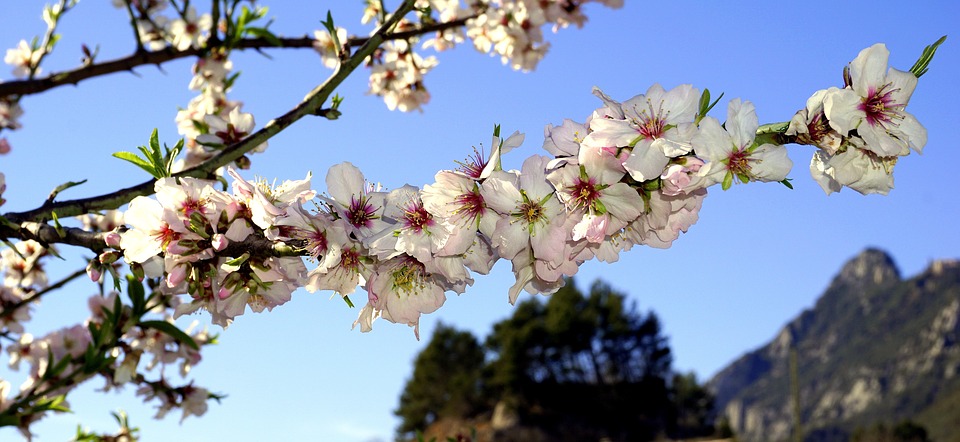 almond flowers, spring, flowering