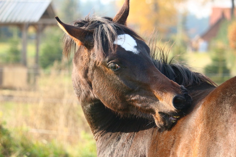horse, brown, thoroughbred arabian