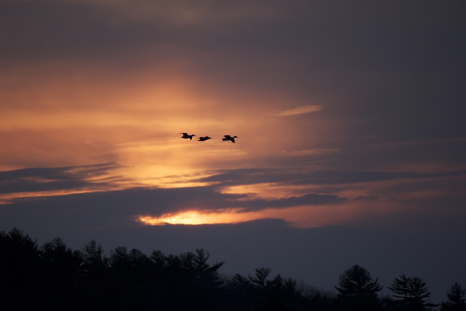 birds, silhouettes, flying