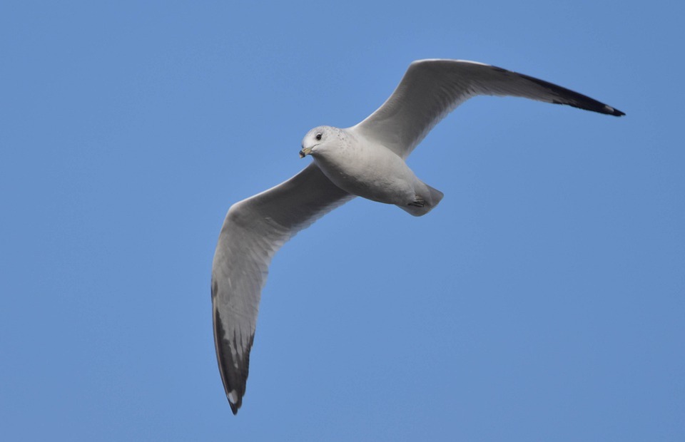 bird, seagull, ring-billed gull