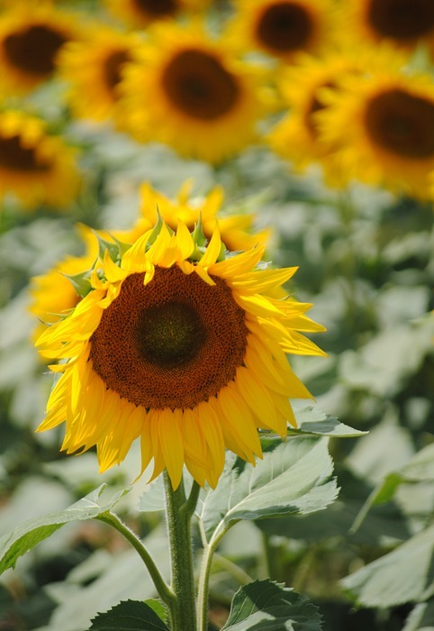 sunflower, field, yellow flowers