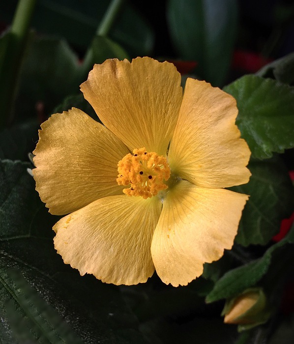 yellow flower, small, yellow