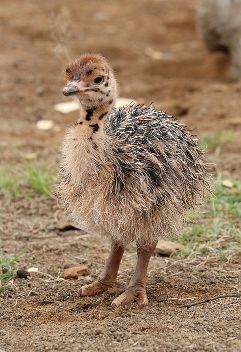 baby ostriches, bouquet of babies, animal babies