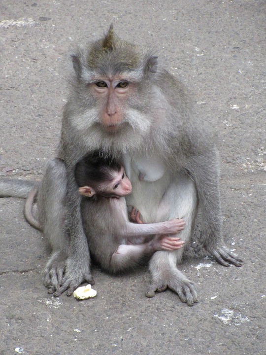 monkey, baby monkey, macaque