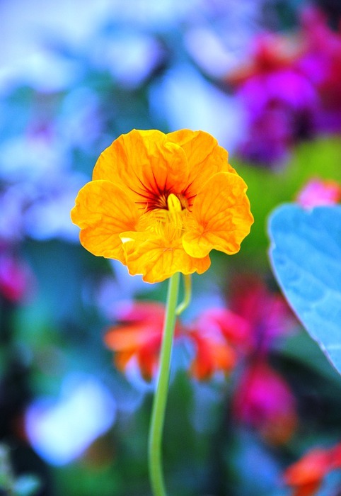 yellow flower, spring, summer