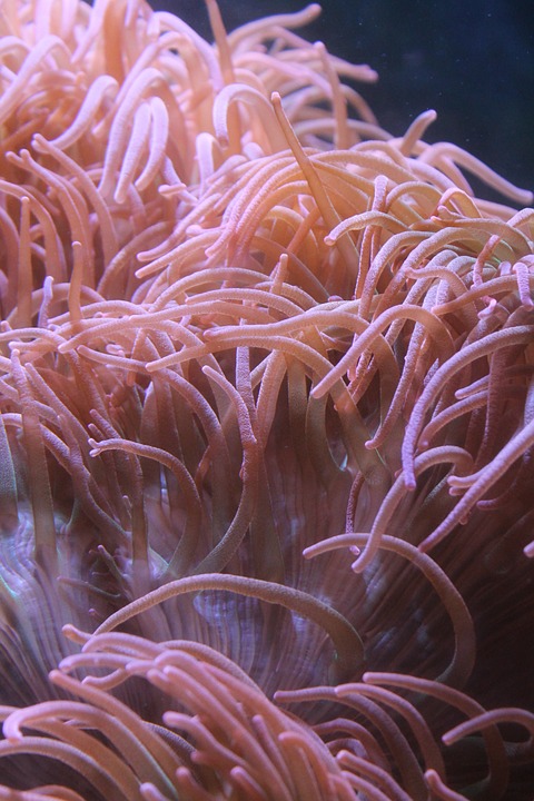anemone, underwater, aquarium