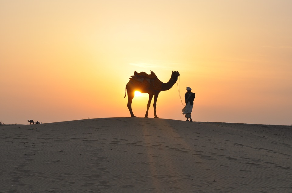 desert, sunset, camel