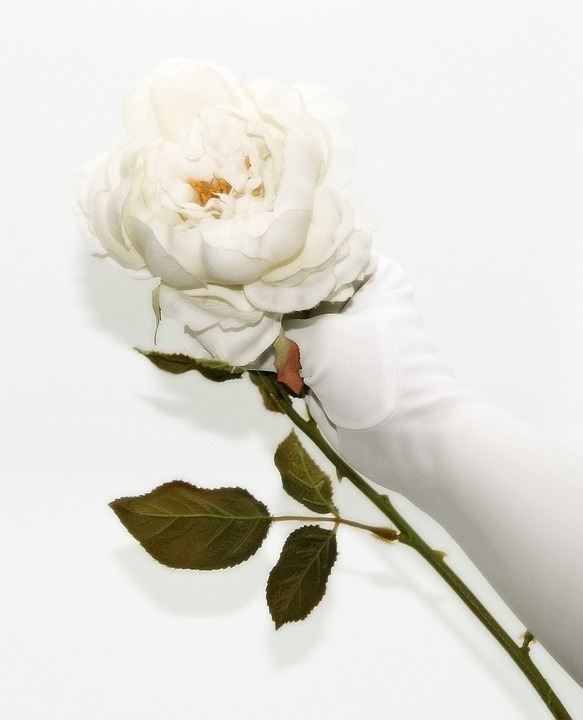 white rose, glove, white