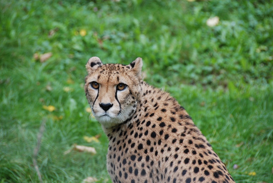 cheetah, head, attention
