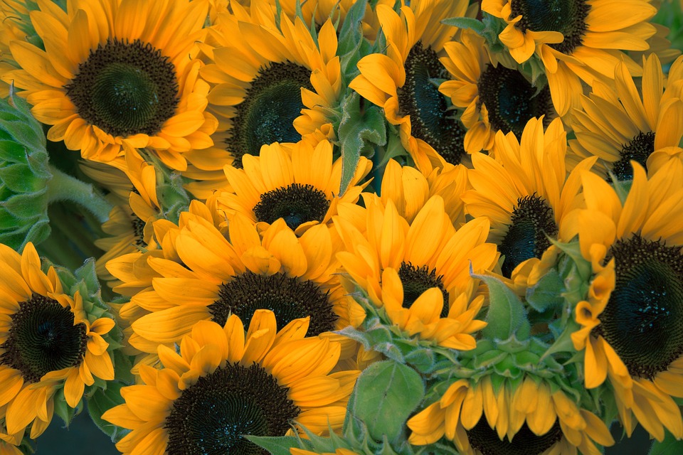 sunflowers, flowers, petals