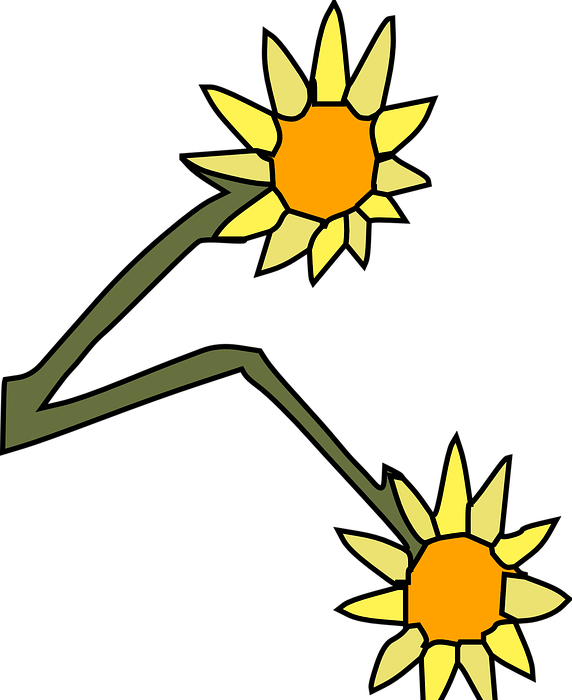 sunflowers, flowers, two