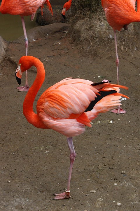 flamingo, bird, fly
