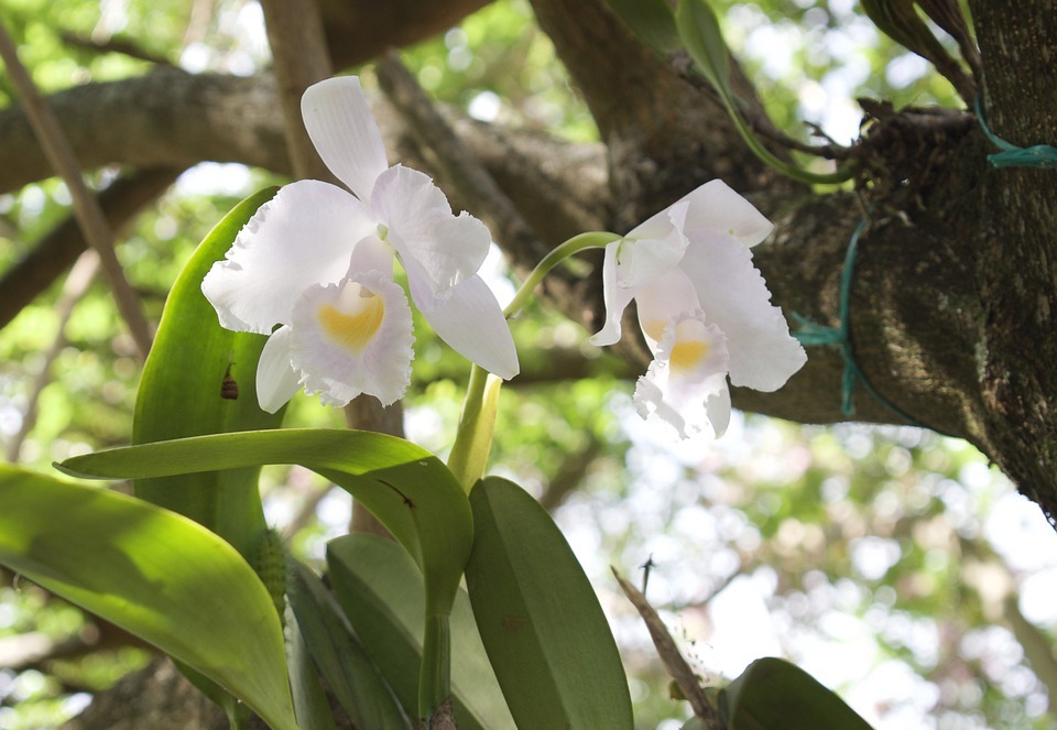 orchid white, flower, exotic