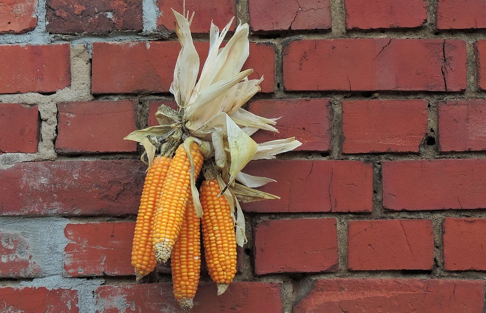 thanksgiving, decoration, corn