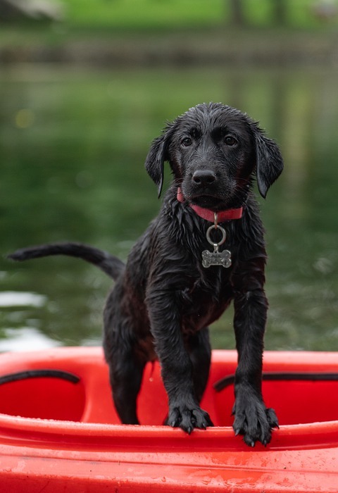 labrador, kayak, black labrador