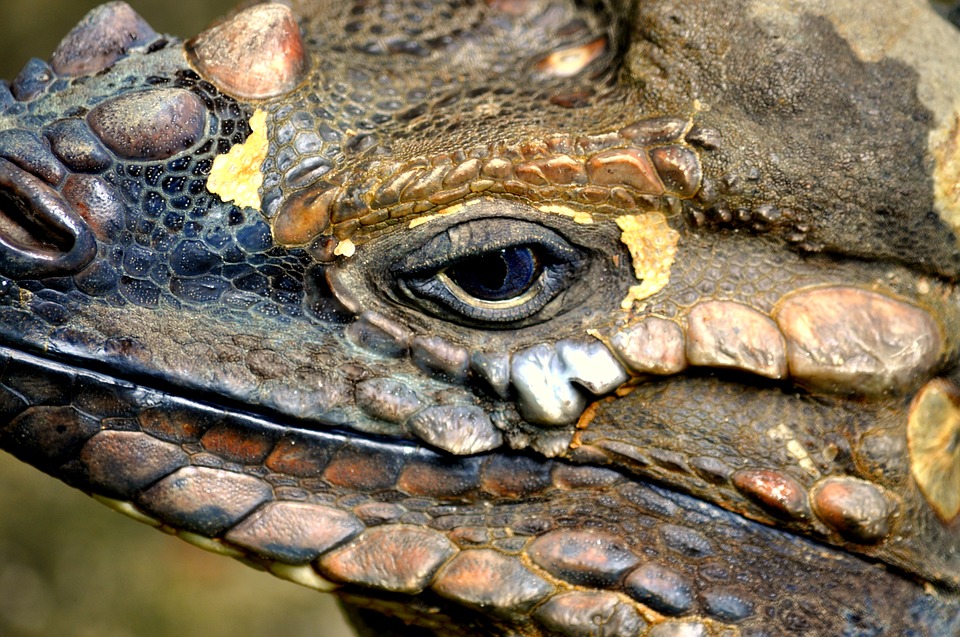 reptile, eyes, cold