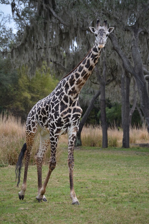 giraffe, safari, disney