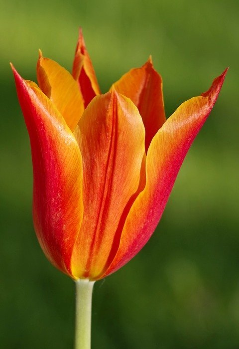tulip, orange, sharp
