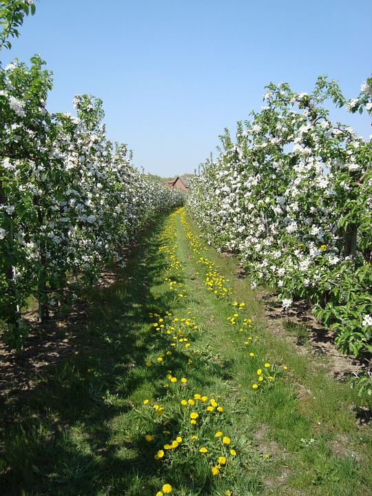 apple blossom, spring, apple tree