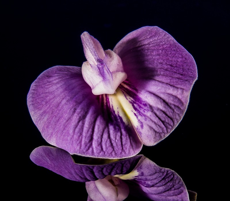 small flower, flower, violet