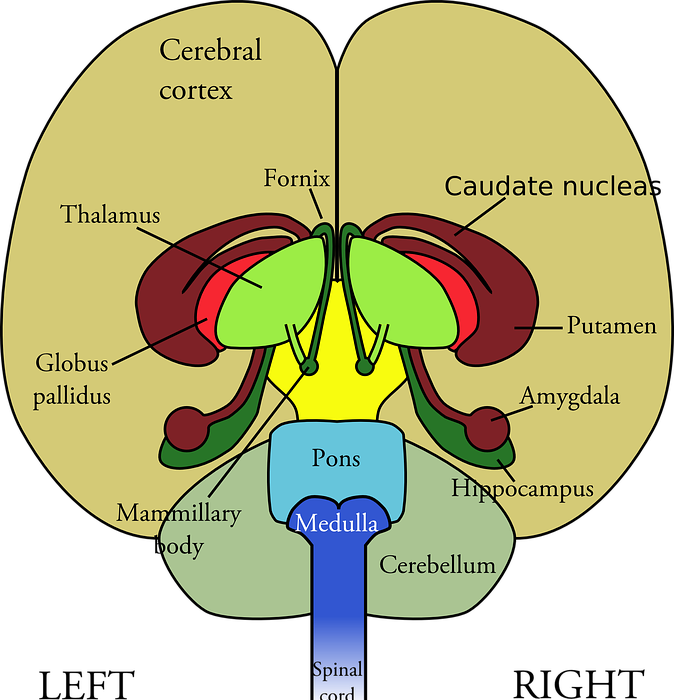 brain, diagram, medical