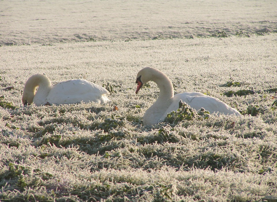 winter, pasture, swan
