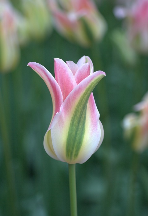 tulip, white, pink