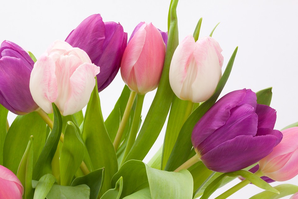 tulip, spring flower, bouquet