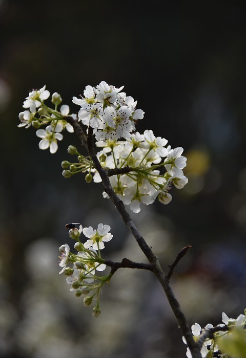 pear flower, spring, white