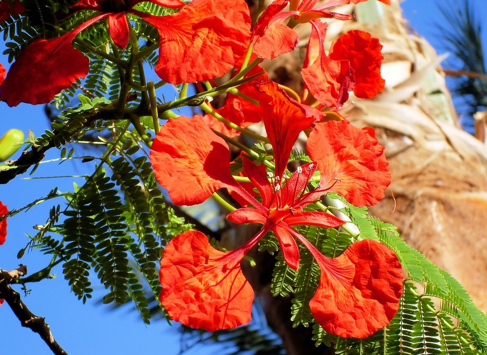 exotic flower, delonix regia, tropic