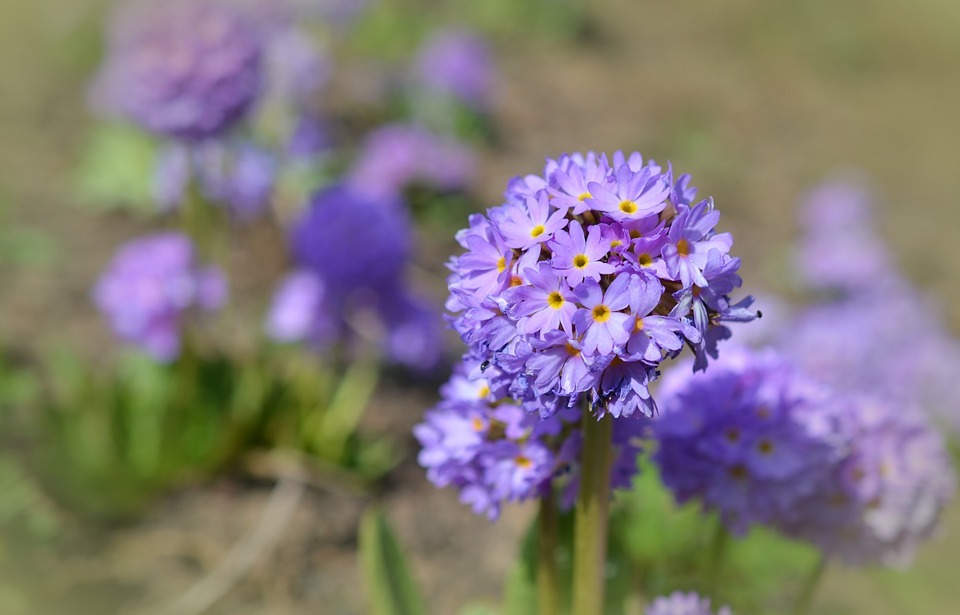 purple flowers, small flowers, petals