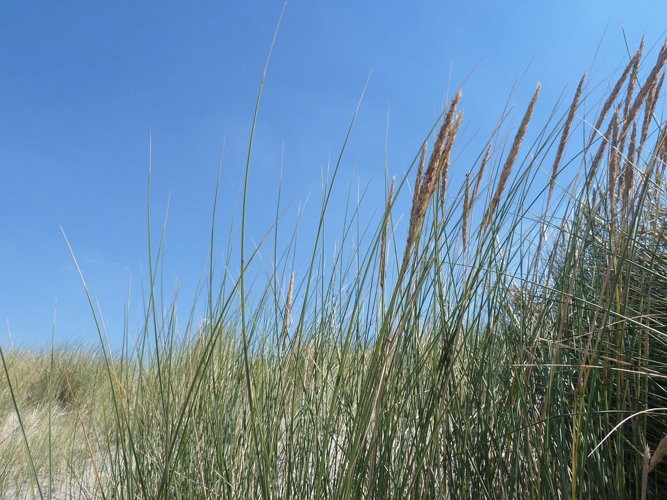 beach, dunes, dune grass