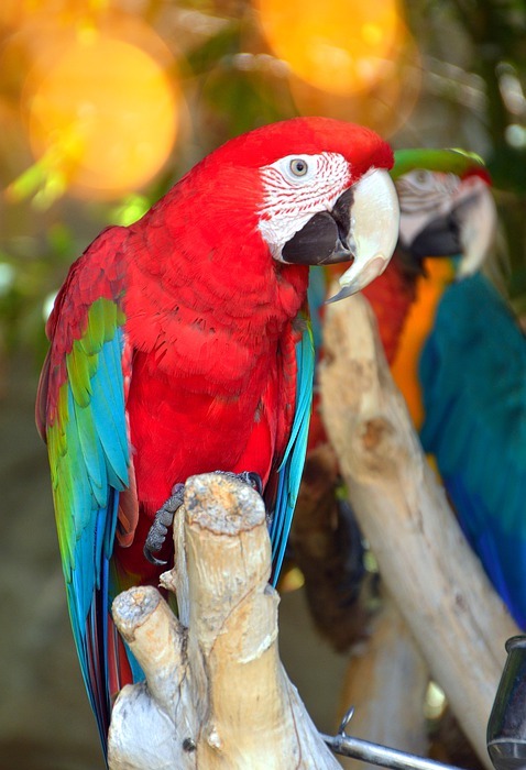 parrot by temperament, bird, tropic