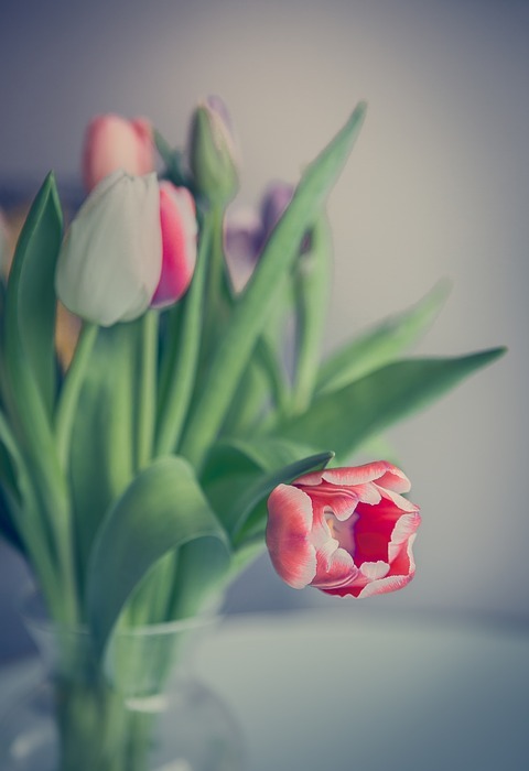 tulip, flowers, tulips