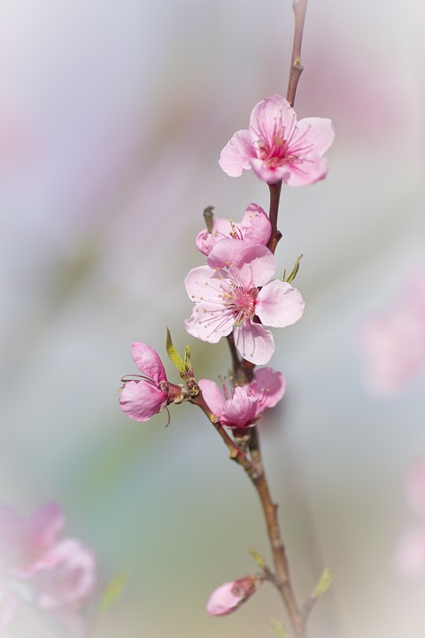 pink flower, spring, nature