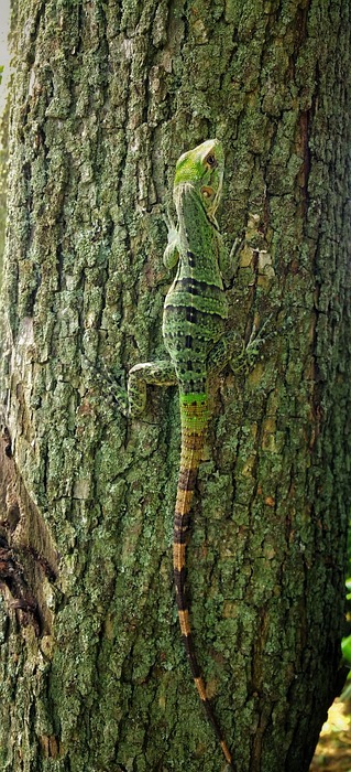 lizard, green, reptile