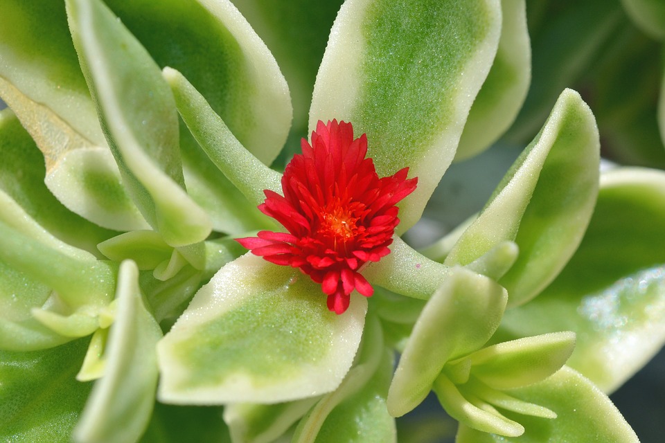 small flower, red, green