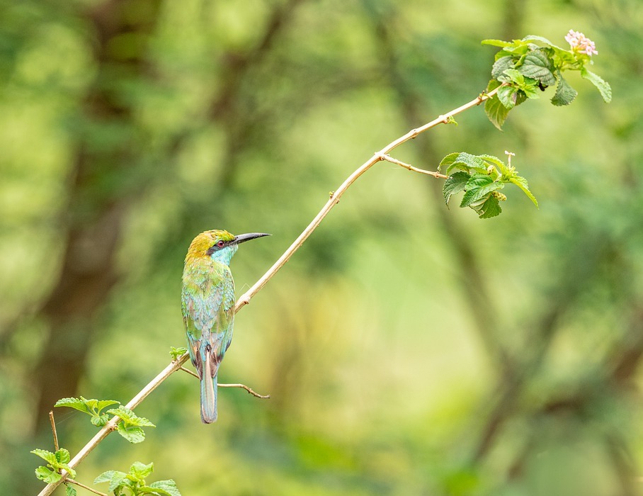 european bee-eater, bird, exotic