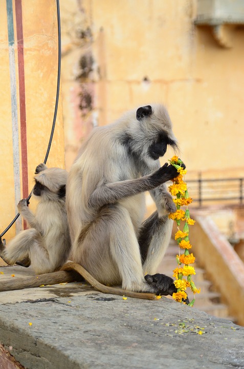 monkey, flowers, food
