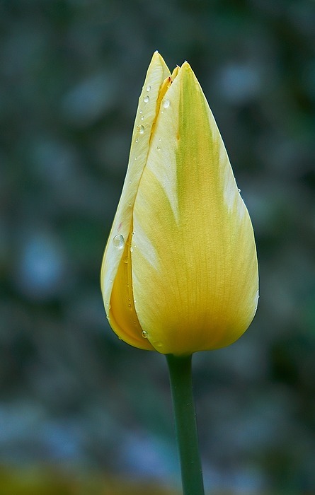 tulip, tulpenbluete, bud