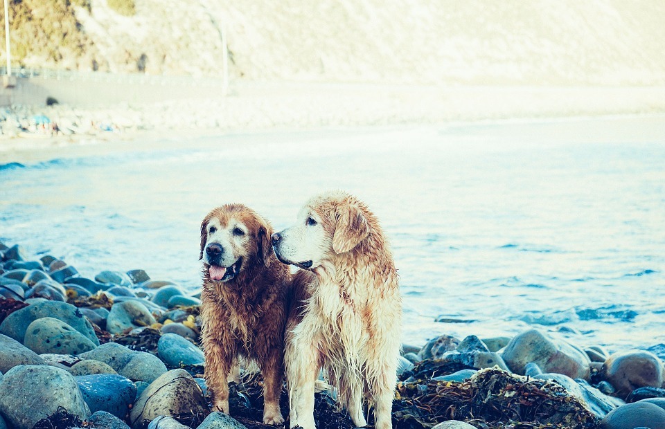 dogs, beach, coast
