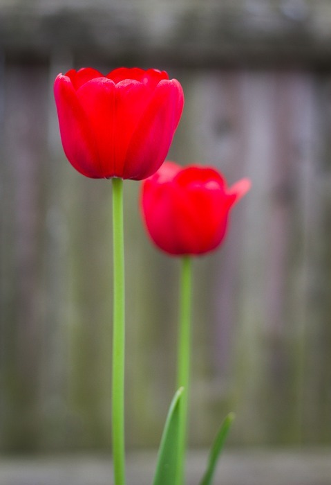 tulips, red, green