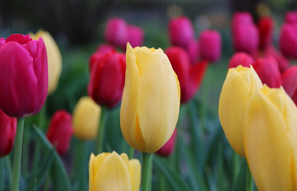 tulip, flower, flower bed