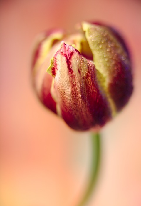 tulip, drip, dew