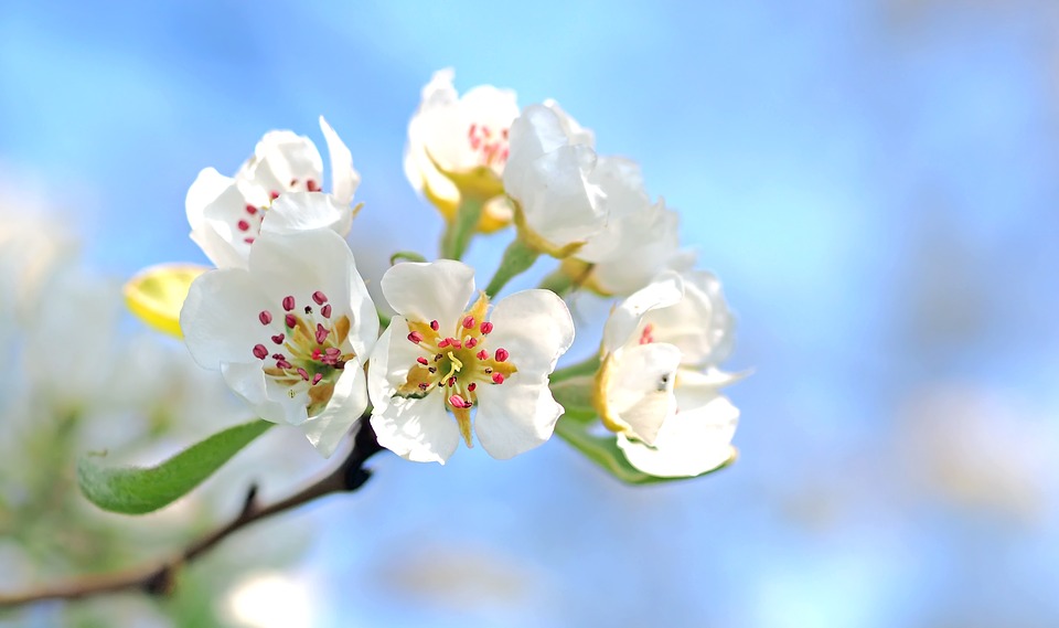 pear blossoms, pear tree, spring