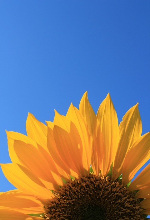 sunflower, blue, sky