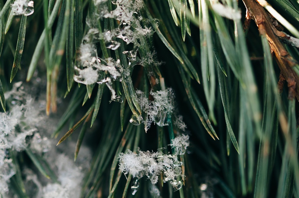 green, plants, snowflakes