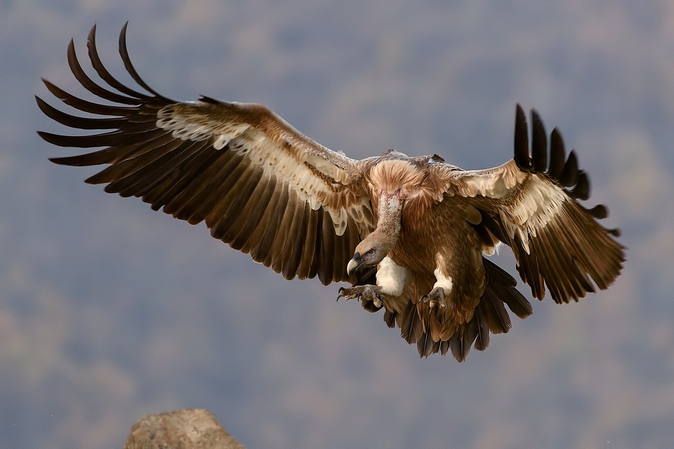vulture, bird, wings