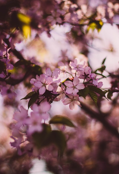 blossom, branches, flora